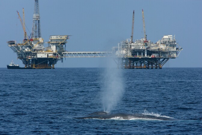 LONG BEACH, CA - JULY 16:  A rare and endangered blue whale, one of at least four feeding 11 miles off Long Beach Harbor in the Catalina Channel, spouts near offshore oil rigs after a long dive on July 16, 2008 near Long Beach, California. In decades past, blue whales were rarely seen anywhere along California's coastline but their migration and feeding patterns are changing. In the past four years sightings in southern California have increased dramatically and blue whales have been reported almost daily this summer. Scientists suspect that climate change is having an effect on the food of the blues but other factors are have not been ruled out.  Before whalers stepped up their kill rate in the 1800s, there were at least 220,000 to 300,000 around the world. Today less than 11,000 survive worldwide with 1,200 to 2,000 in the Pacific waters off California. Blue whales are the largest animals on the planet, growing up to 110 feet long and reaching a weight of 200 tons with hearts the size of a Honda Civic automobile and arteries large enough for a child to crawl through. The US Navy uses loud sonar blasts in submarine detection training exercises off Southern California that can harm or kill whales at great distances, a controversial issue that has reached the US Supreme Court, and the high price of gas has increased political pressure to increase oil drilling in the waters where the whales live.   (Photo by David McNew/Getty Images)