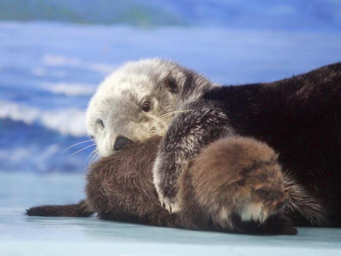 Tokyo, JAPAN: A five-year-old female Russian sea otter Meel grooms her baby on the floor during a press preview at the Sunshine International Aquarium in Tokyo 13 June 2007. The aquarium unveiled the baby Russian sea ottar, born at the aquarium 02 June.     AFP PHOTO / Yoshikazu TSUNO (Photo credit should read YOSHIKAZU TSUNO/AFP/Getty Images)