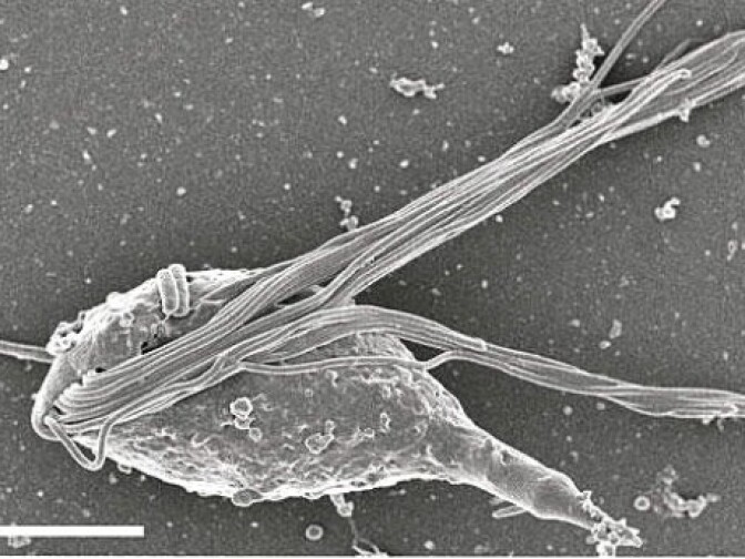 An image of the gut microbe Cthulhu macrofasciculumque, named for Cthulhu, the towering cosmic entity with an octopus head and dragon wings who first appeared in Lovecraft's 1926 short story, "The Call of Cthulhu." 