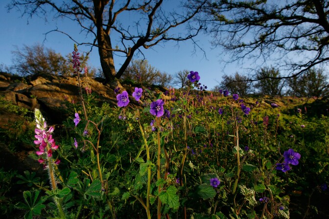 Wildflowers bloom among trees that burned in the Poomacha Fire on the Rincon Indian Reservation in northern San Diego County.