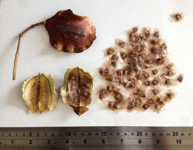 A photograh of brown and dried jacaranda seeds and pods, laid out on a table alongside a metal ruler, for reference.