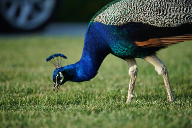 An Arcadia peacock pecks a residential lawn.