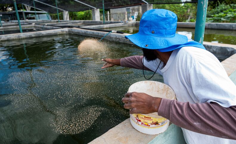 A dark-skinned man wearing a blue hat and white t-shirt over a purplish long sleeve shirt throws fish food with his right hand and holds a white colored bucket with his left hand into pool of water. There is beige colored fish food floating on top of the water.