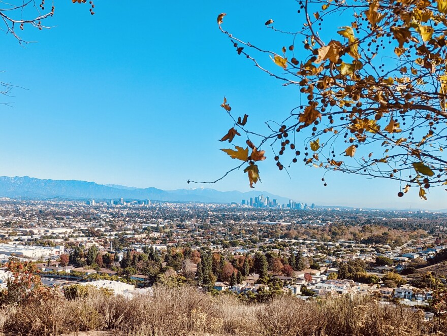 View of Culver City and Los Angeles on a clear day from an overlook south of downtown. Homes and trees, some with fall foliage, are in forefront with downtown skyline in distance.