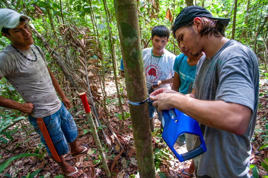 Four men in t-shirts and shorts stand around the trunk of a narrow, green tree. The tree is in a forest with brown leaves on the ground and other leaves in the distance. One of the men is using a measuring tape to determine the tree's circumference.