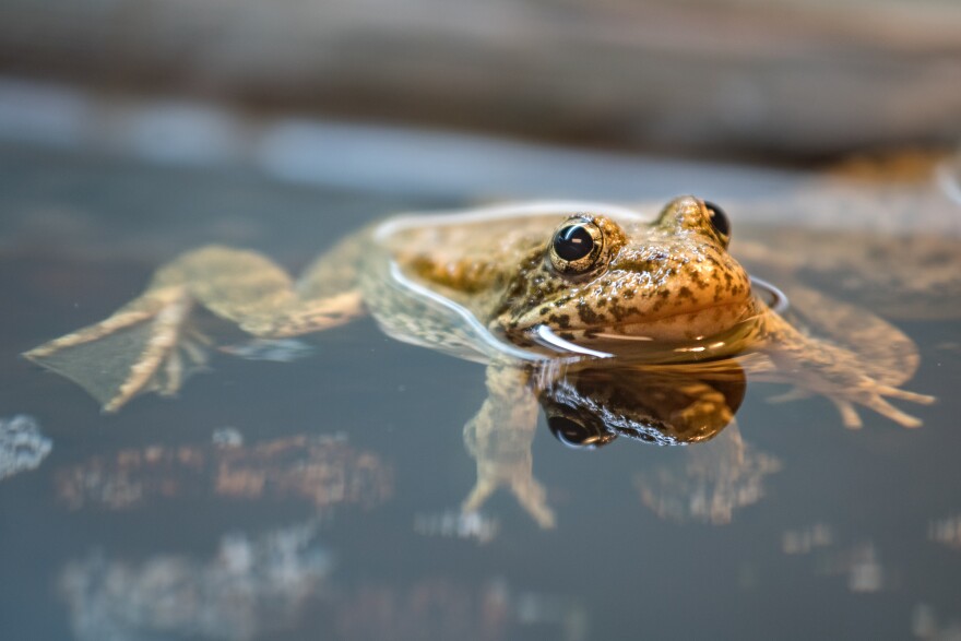 An endangered Southern Mountain Yellow-Legged Frog floats in a tank in the breeding room at the LA Zoo. There are approximately 100 left in the wild.