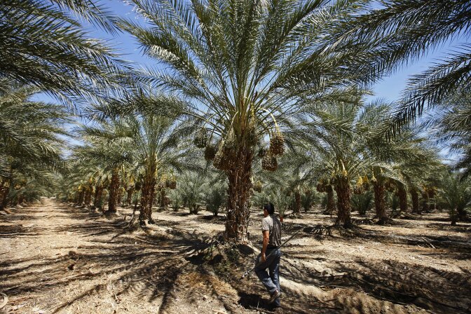 Agronomist Jose Arabs measures soil moisture and collect samples for salinity testing in a new Date tree orchard which is using drip irrigation, on August 10, 2009 in The Coachella Valley, California.