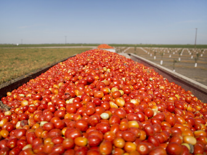 Canning tomatoes are loaded onto trucks at Bowles Farming Company, Inc. in Los Banos, Calif. on Tuesday, August 25, 2015. Chairman and former president Phillip Bowles says the farm has decided to focus their water allotment on tomatoes over their alfalfa this year.