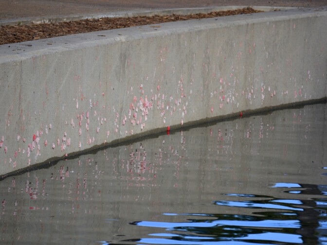 Apple snail egg masses cover a wall of Echo Park Lake.