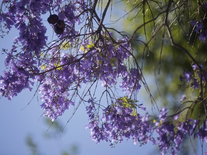 Jacarandas bloom early on Thursday, April 16, 2015 along Del Mar Boulevard at Waldo Avenue in Pasadena.