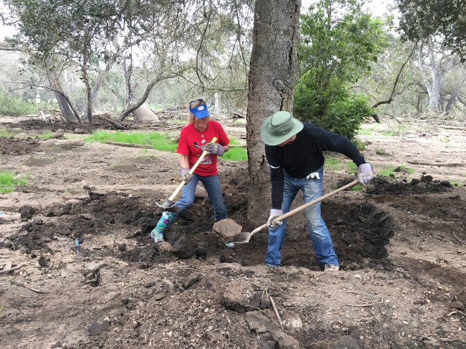 Bucket Brigade volunteers dig out mud around a tree.