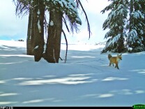 The fox was captured using motion-sensor cameras Dec. 13, 2014 and Jan.4, 2015, according to a statement from Yosemite National Park.