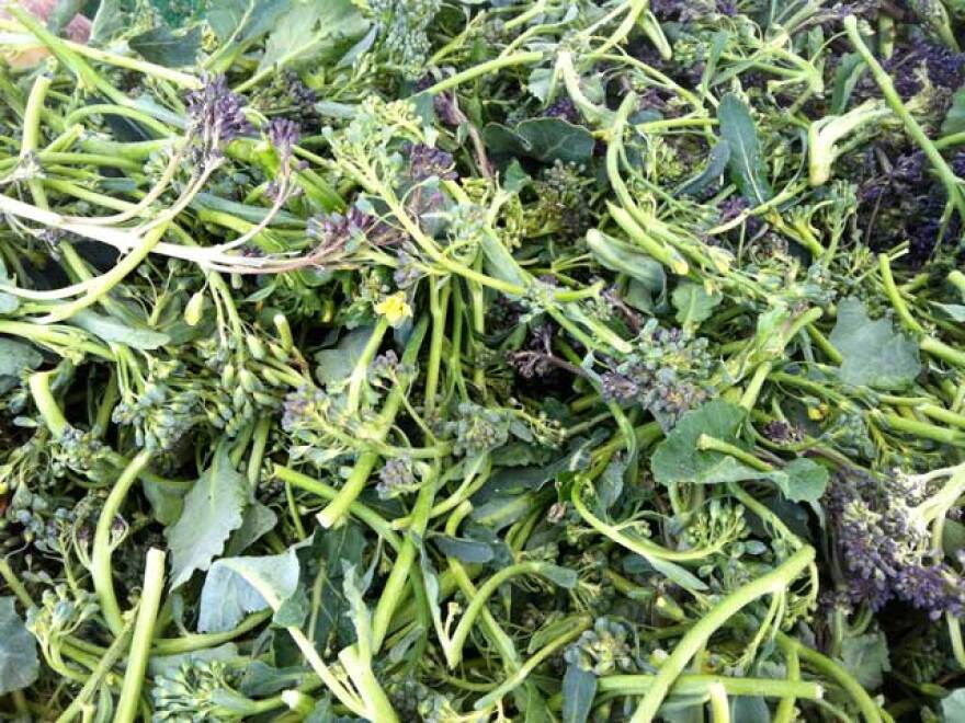 hp_sproutingbroccoli.jpg