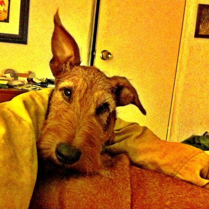 Eoghan the dog hears his master's voice