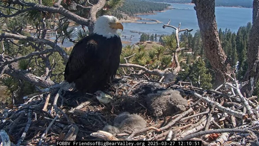 A bald eagle looking regal in its nest