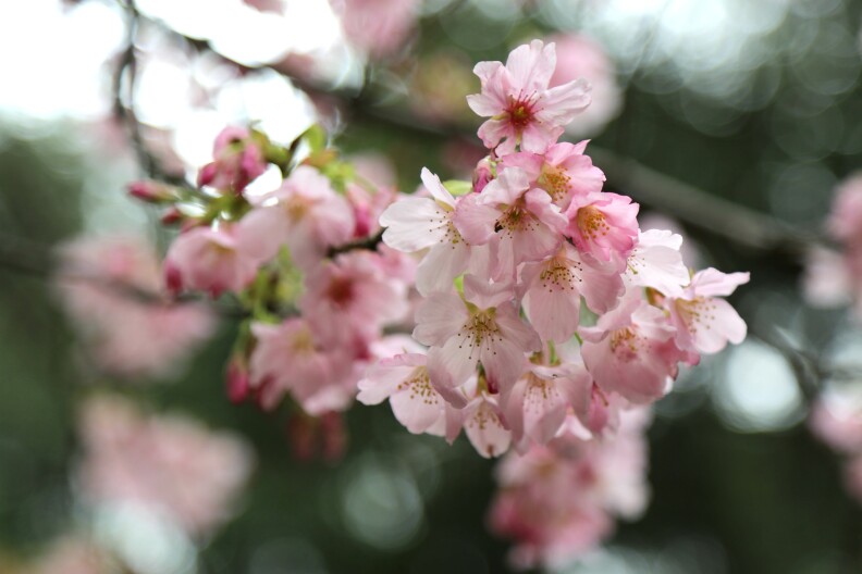 Close-up of 'Pink Cloud' cherry blossoms, Descanso Gardens