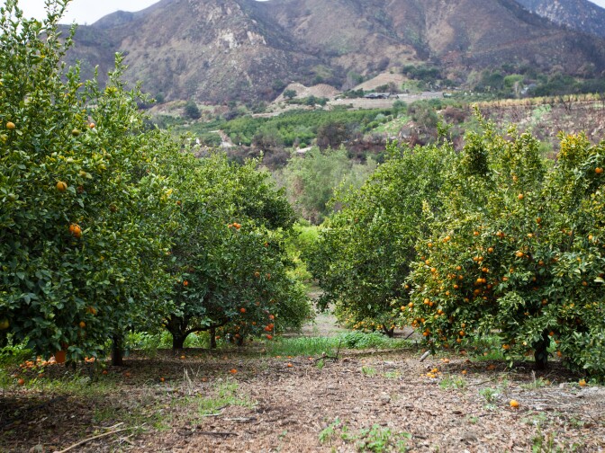 Citrus trees in Ojai, CA. Owner Emily Ayala anticipates that she'll have to remove trees this year due to a lack of rain.