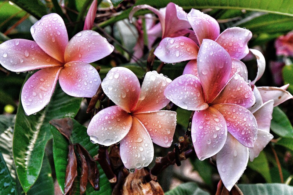 Several pale pink flowers covered in raindrops.