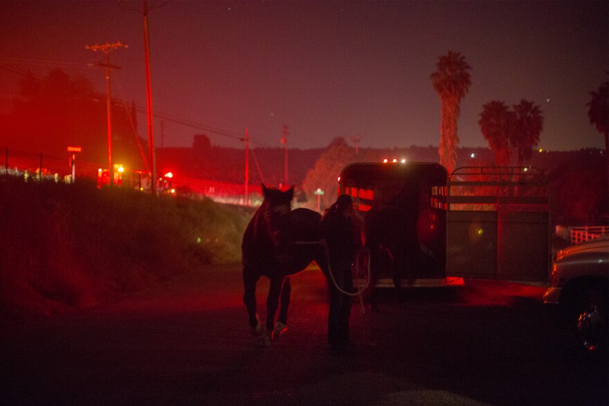 Horses that survived the Lilac Fire in their stalls are loaded onto a trailer in the early morning hours of December 8, 2017 near Bonsall, California.