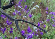 Wildflowers are abundant on the Paramount Ranch hiking trails previously burned during the devastating wildflowers last fall. 