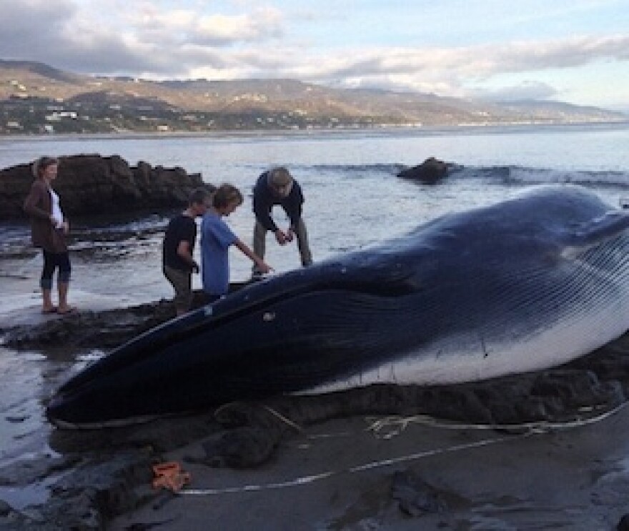 beached_whale_2_320px.jpg