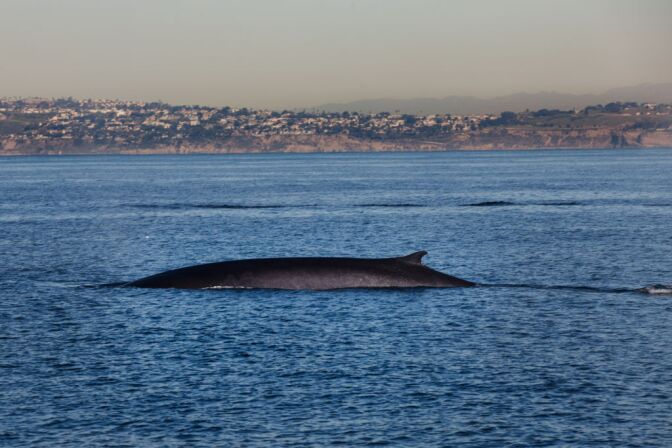 A fin whale swims off the coast of Los Angeles. These whales can get up to 70-feet long and weigh up to 150,000-lb, making it the second largest animal on earth.