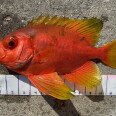 A bright red fish with yellow fin edges lies on pavement next to a measuring tape.