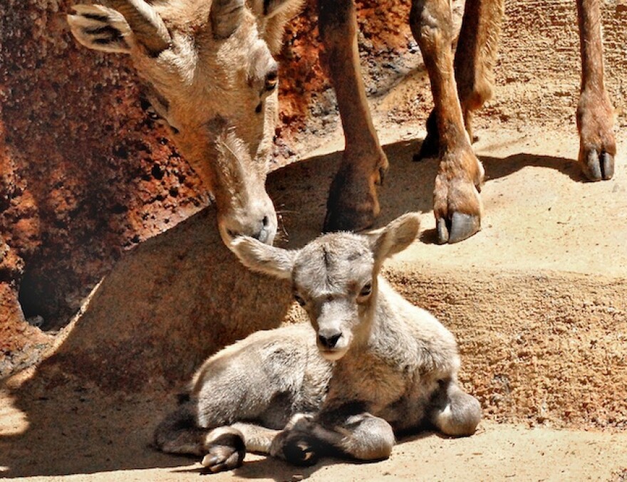 baby-longhorn-sheep.jpg