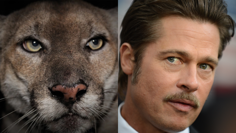 A close-up of a mountain lion by side with a photo of a handsome white actor