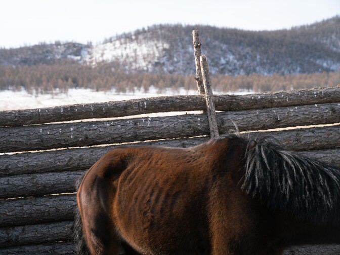 Herders rely on horses and motorbikes for transportation across Mongolia's steppe. Mongolian horses are small and stocky, about the size of domesticated ponies.