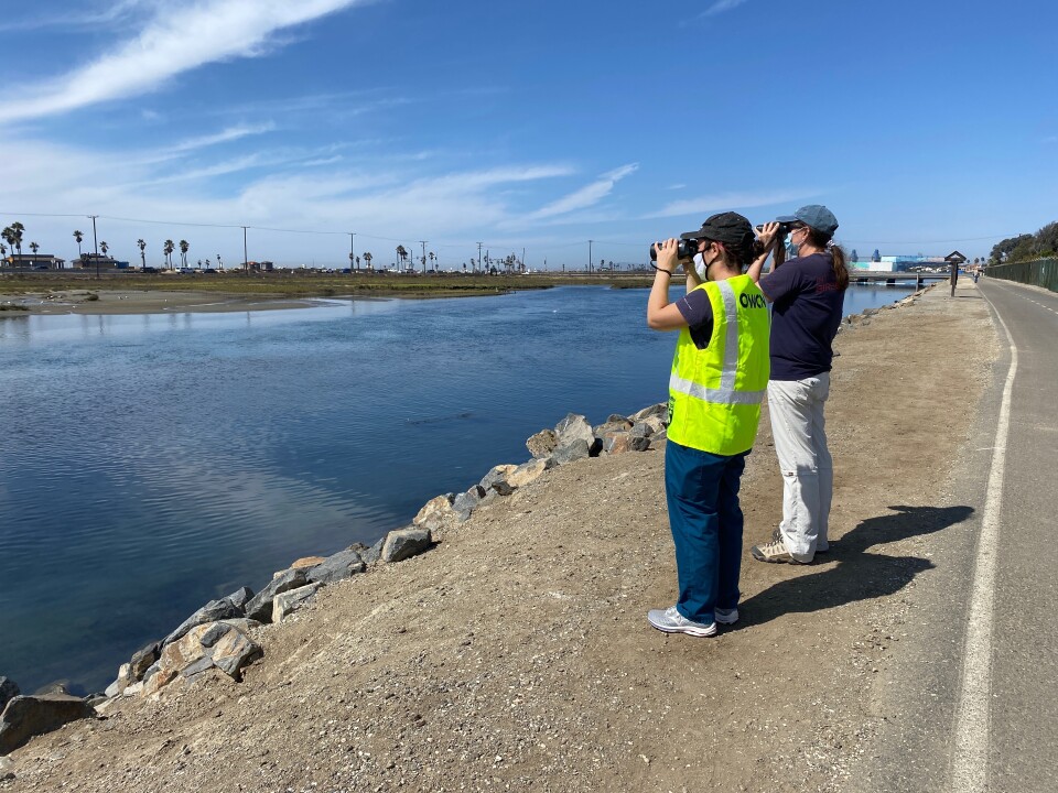 Two people in baseball caps stand near the bank of a channel scouring the sky for birds.