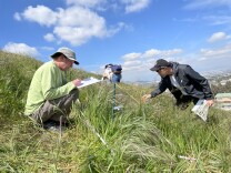 A wide view of two people as they study tall plants on a green hillside during a sunny day. They are writing down notes and using visual inspection while a third person walks away in the background.
