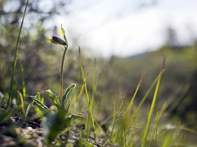 Chocolate lily buds have started growing at Griffith Park. Dan Cooper of Cooper Ecological says plant blooming has been delayed about two months because of the drought.