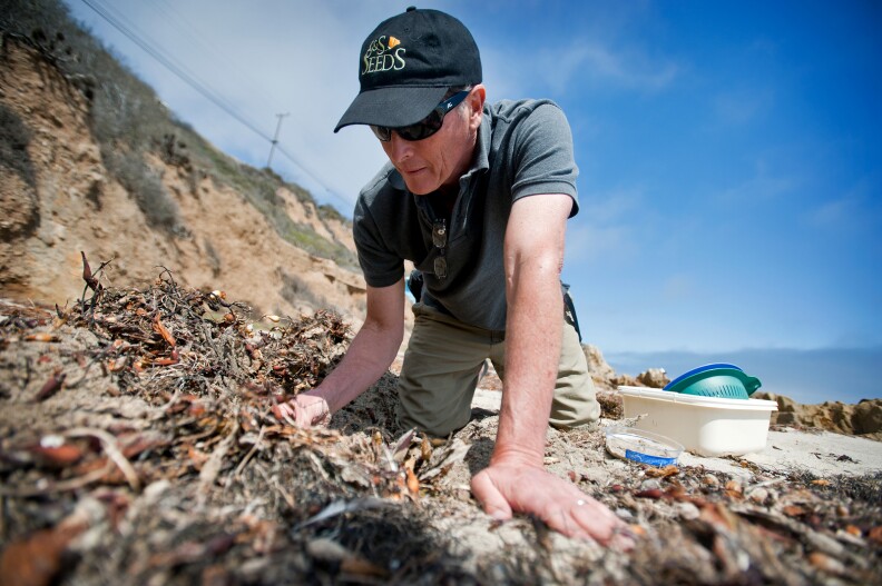 David Hubbard, a research specialist at UCSB's Marine Science Institute, looks for crustaceans called Isopods on a Malibu beach on July 24. Hubbard and a group of scientists have found that the Isopod population has disappeared from 60 percent of Southern California beaches.