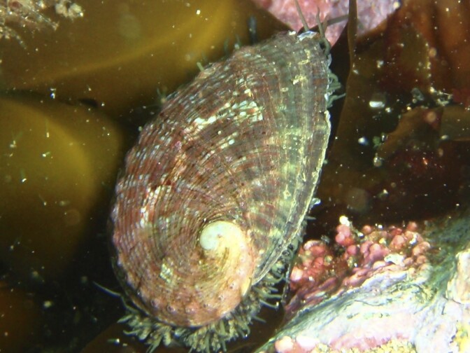 green abalone