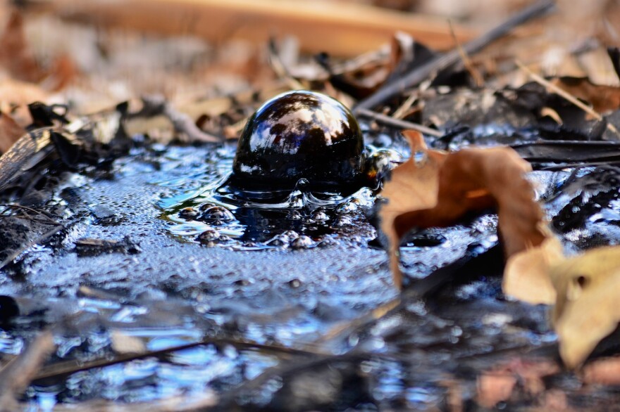 On Monday the 100-year anniversary of the La Brea Tar Pits was celebrated with free admission to the Page Museun.