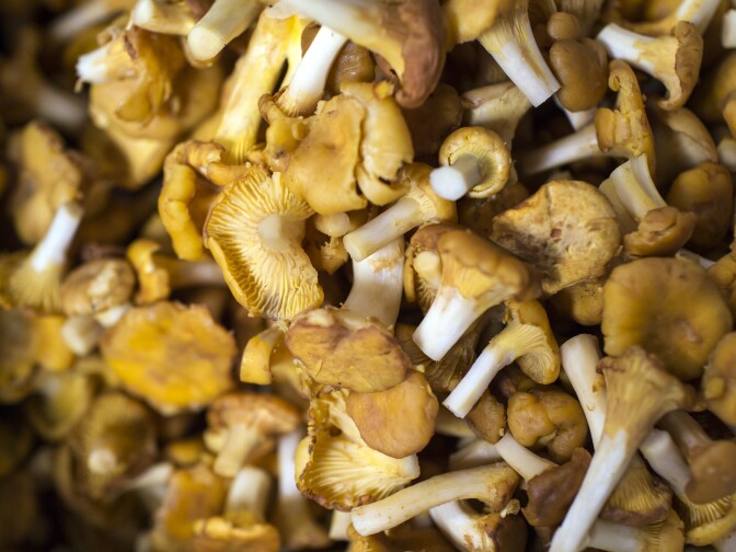 Kitchen staff clean chanterelle mushrooms at 71 Above, the new restaurant on the 71st floor of the U.S. Bank Tower in downtown Los Angeles, on Thursday afternoon, Sept. 22, 2016.