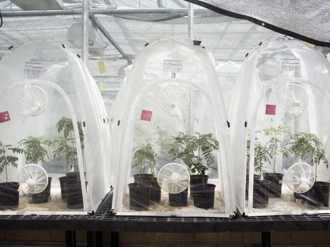 Tamarixia radiata wasps are grown inside cages at California Department of Food and Agriculture's Mount Rubidoux Field Station in Riverside. The wasps are natural enemies to the glassy-winged sharpshooter, a pest that's been invading Southern California.