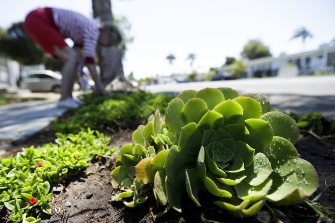 A woman works among drought-tolerant plants in her front yard Wednesday, July 9, 2014, in San Diego. Wasting water outdoors amid the state's drought will begin hitting Californians in the wallet under new restrictions being proposed by state regulators, with fines of up to $500 a day for overwatering front lawns or washing a car without a nozzle on the hose.  (AP Photo/Gregory Bull)