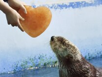 An Alaskan sea otter is given a heart-shaped block of ice, presented by his keeper, inside its enclosure in the aquarium of an amusement park in Yokohama.