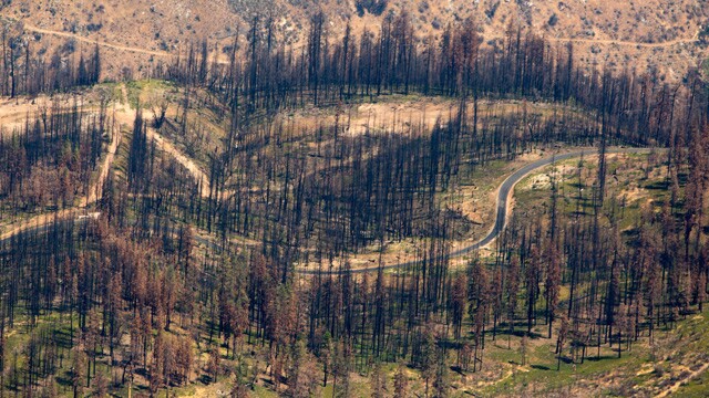 A small portion of the Rim Fire burn zone in the Stanislaus National Forest. 