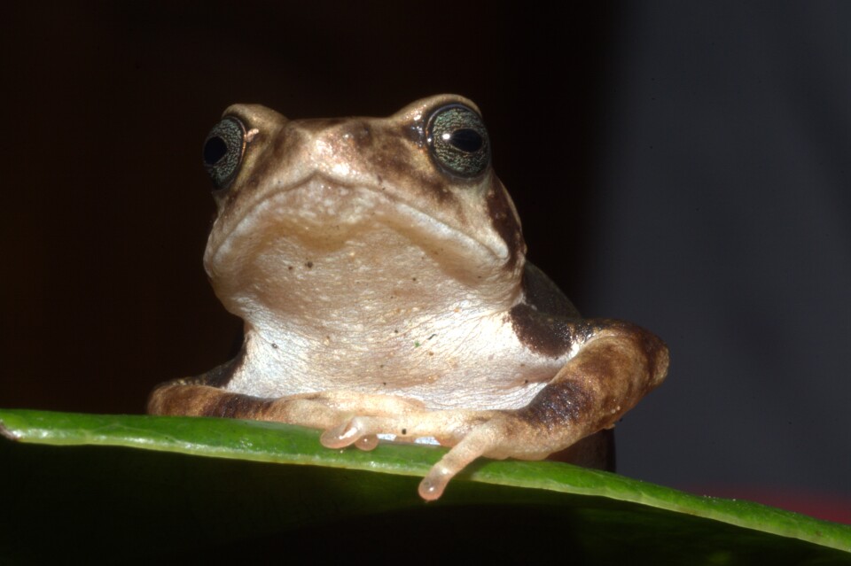 A close up of a brown frog on a leaf.