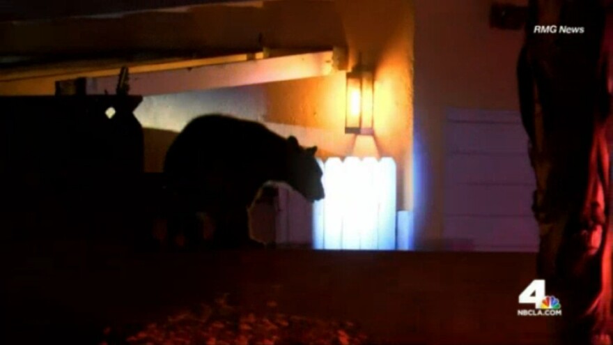 On Monday, a bear was tranquilized and relocated after first being spotted near the campus of Los Angeles Mission College in Sylmar. Just a day before, wildlife officials had to capture another young bear boldly venturing into a neighborhood in Duarte.