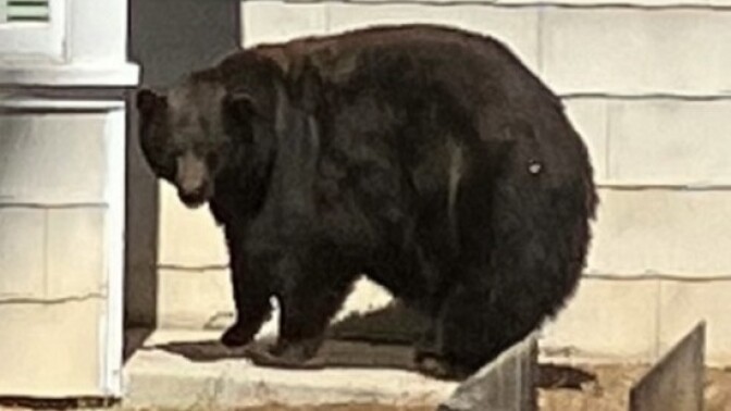 A large black bear known as 64F was captured by state authorities in the area around Lake Tahoe, Calif., on Friday after being responsible for at least 21 home break-ins.