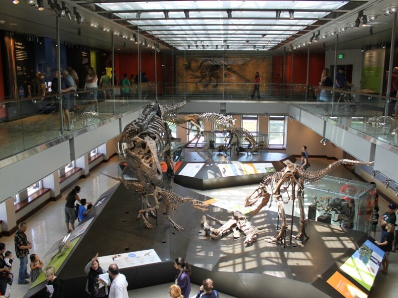 Most of the skeletons at the Dinosaur Hall are real. The exhibit's curator even collected some of them himself.