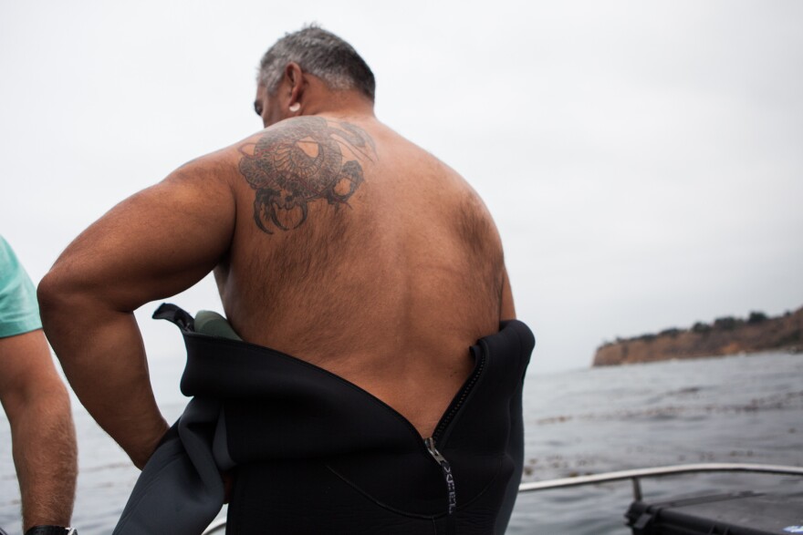 Manny Chavez, a volunteer for kelp restoration, puts on his wet suit for a dive on August 9th, 2013. Chavez says he feels each urchin die under his hammer's blow. 