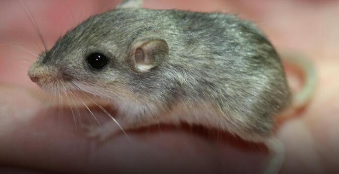 The Pacific Pocket Mouse