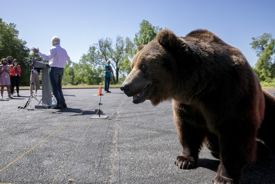 A large brown bear stands at the right of the frame. John Cox, in a long-sleeve shirt has his back to the bear while standing at a lectern,