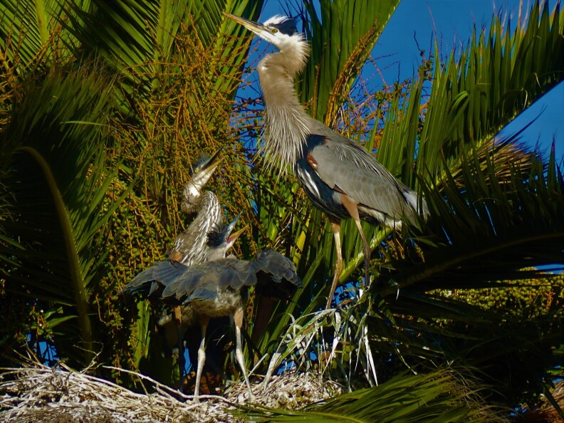 Two large baby birds look up at their parent who stands above them. They're all in a palm tree.