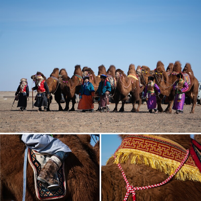 The camel population in the country dropped in the mid-1990s when herders began slaughtering Bactrian camels and selling their meat to keep up with the free-market economy. The Camel Protection Association was founded to create markets for camel milk and wool and to advocate for protection of the species.